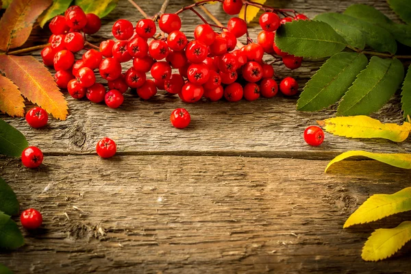 Rowan with leaves on wooden boards — Stock Photo, Image