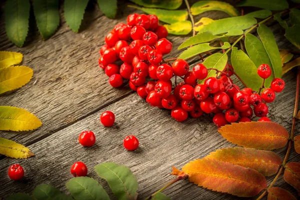 Rowan with leaves on vintage wooden boards — Stock Photo, Image