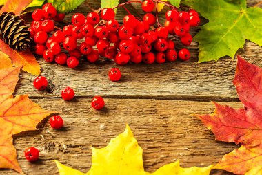 Rowan ahşap kurullarında. Natürmort