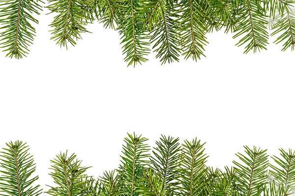 Beyaz arka planda izole edilmiş Noel ağacı dalları