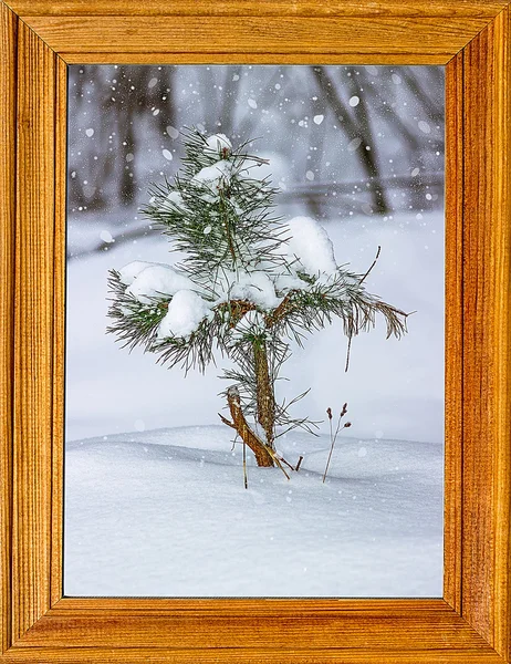 Świerk oddział pokryte śniegiem. ramki na zdjęcia — Zdjęcie stockowe