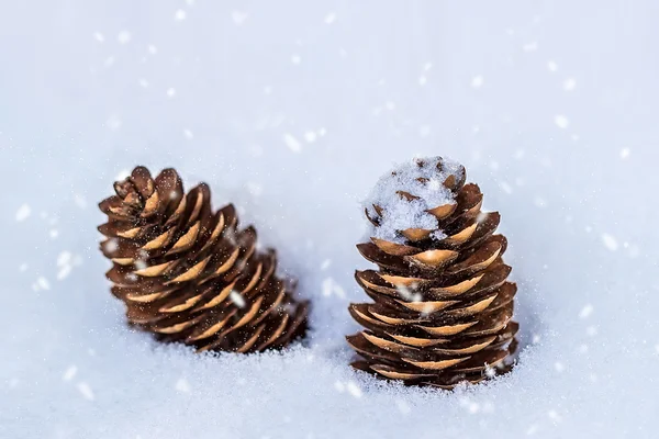 Cones in the snow — Stock Photo, Image