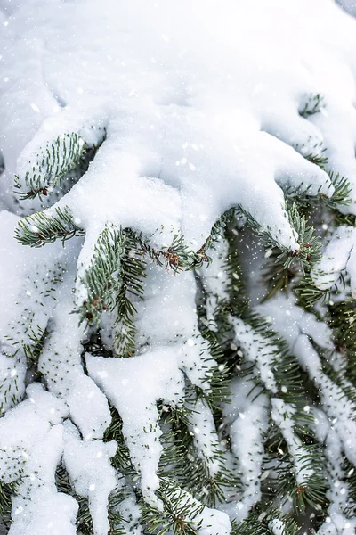 Gałąź jodły w śniegu, tło dla tekstu — Zdjęcie stockowe