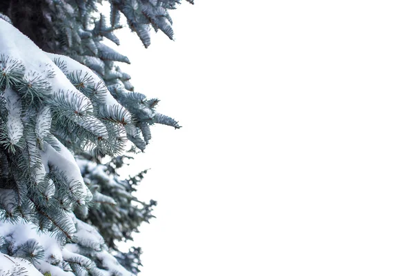 Świerk oddział pokryte śniegiem na białym tle — Zdjęcie stockowe