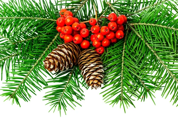 Christmas decoration with rowan on a white background — Stock Photo, Image