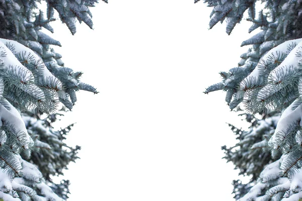 Świerk oddział pokryte śniegiem na białym tle nad białym — Zdjęcie stockowe