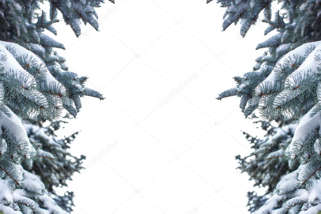 Spruce branch covered with snow isolated over white