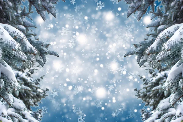 Fichtenzweig mit Schnee auf weißem Grund — Stockfoto