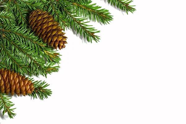 Christmas tree branches with cones isolated on white background — Stock Photo, Image