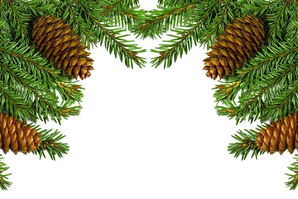 Karácsonyfa ágai, a kúpok. elszigetelt, felett fehér — Stock Fotó