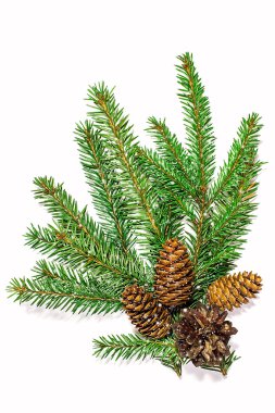 Bir beyaz koniler ile yeşil dallar