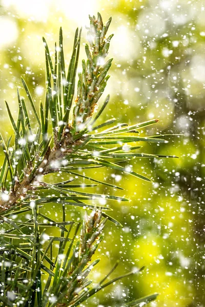 Gałęzie drzewa z Padający śnieg Boże Narodzenie — Zdjęcie stockowe