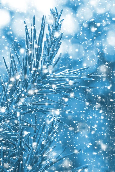 Branches of a Christmas tree with falling snow. New Year — Stock Photo, Image