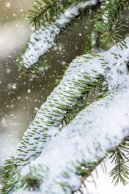 Düşen kar ile Noel ağacı dalları