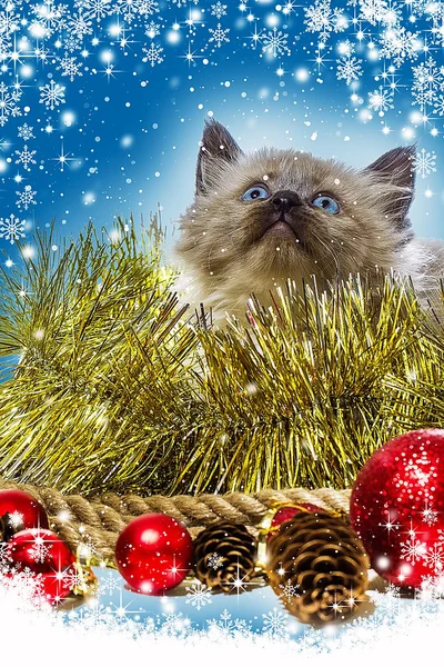Vánoční přání. Roztomilé červené kotě ve sněhu — Stock fotografie