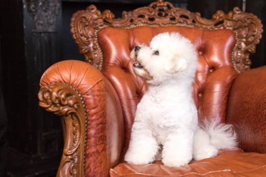 Küçük beyaz bir Bichon Frize başka tarafa bakıyor.