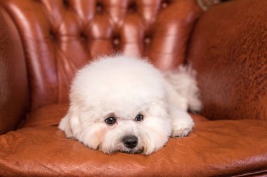 Kamerada küçük beyaz bir Bichon Frize ağzı.