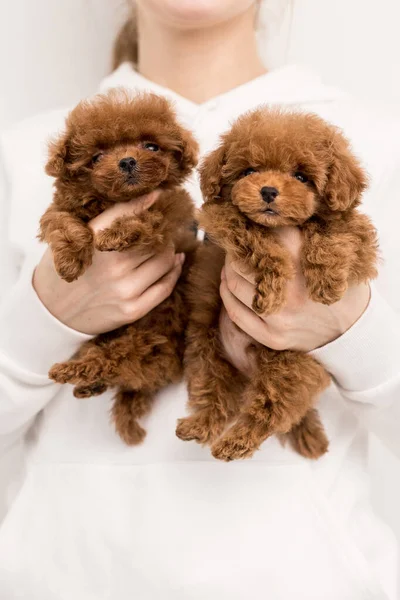 Mulher manter dois pouco e engraçado Poodle que olhar na câmera — Fotografia de Stock