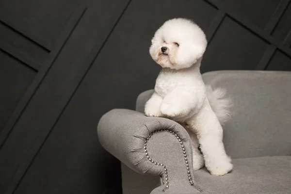 Um pouco de Bichon Frize ficar no sofá cinza e olhar para longe — Fotografia de Stock