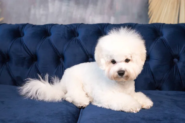 Una pequeña mirada de Bichon Frize en la cámara — Foto de Stock