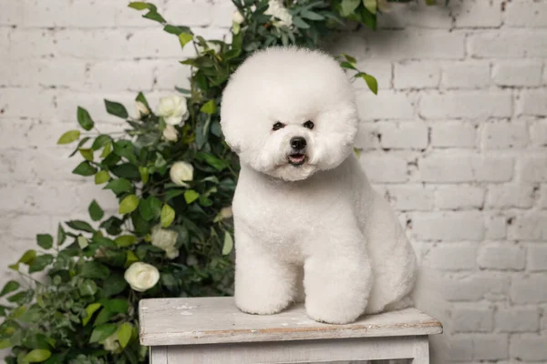 Küçük Bichon Frize kamerada beyaz tahta sandalyenin ağzında duruyor.