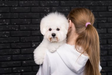 Woman hold in hands little and funny Bichon Frize which look in camera clipart