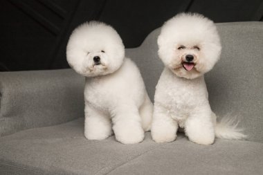 İki küçük Bichon Frize kamerada gri kanepede duruyor.