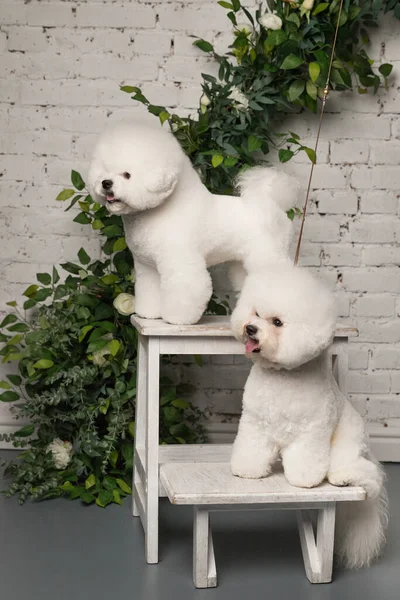 Dwa małe Bichon Frize stoją na białym drewnianym krześle i odwracają wzrok. — Zdjęcie stockowe
