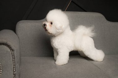 Küçük bir Bichon Frize gri kanepede durur ve yüzünü çevirir.
