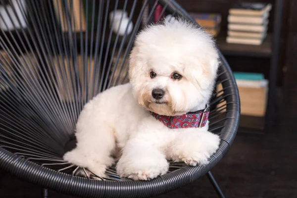 Ein wenig flauschiger Bichon Frize schaut weg — Stockfoto