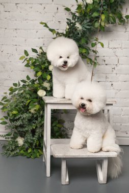 İki küçük Bichon Frize kamerada beyaz tahta sandalyenin üzerinde duruyor.