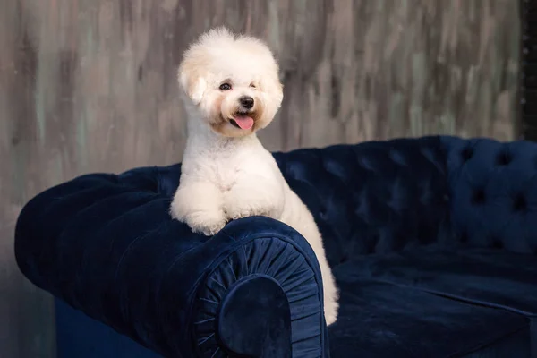 Un poco de Bichon Frize mostrar una lengua — Foto de Stock