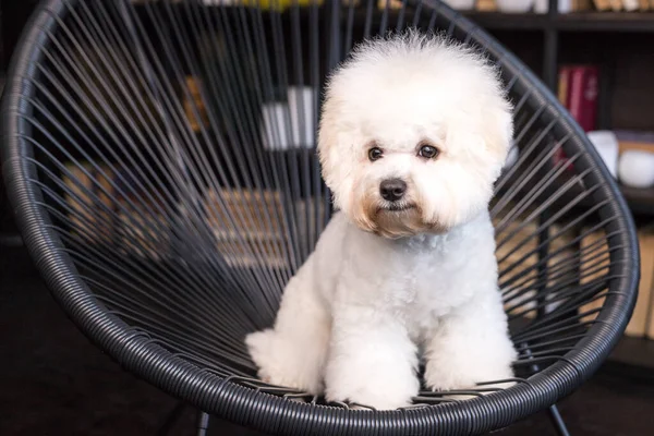 Kamerada küçük bir Bichon Frize görünümü