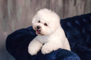 Küçük bir Bichon Frize Dilini göster