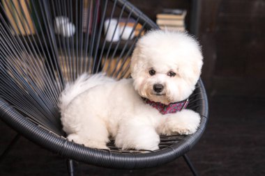 Küçük tüylü Bichon Frize bakışlarını kaçırıyor.