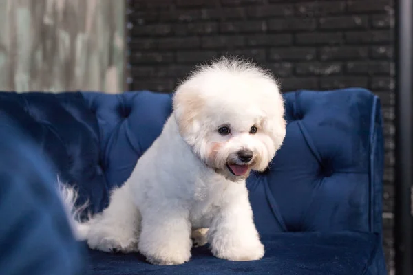 Küçük bir Bichon Frize Kamerada bir dil göster