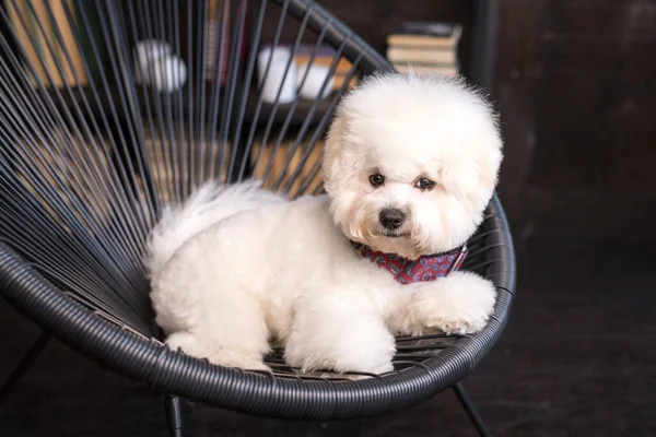 Küçük tüylü Bichon Frize bakışlarını kaçırıyor. — Stok fotoğraf