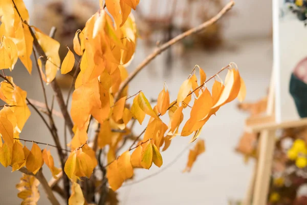 Close-up van gele bladeren in focus — Stockfoto