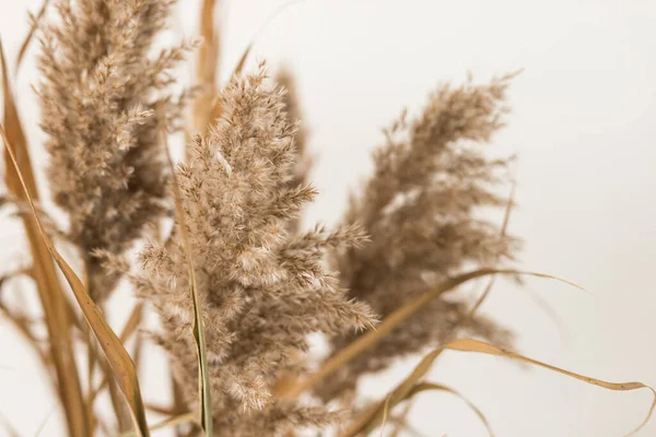 Close up of pampass grass in focus — Stock fotografie