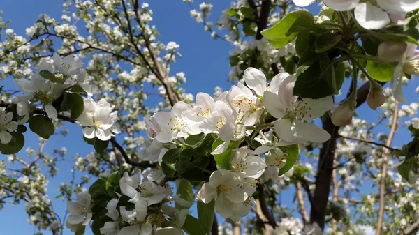 Flores blancas de manzano en el jardín de primavera —  Fotos de Stock