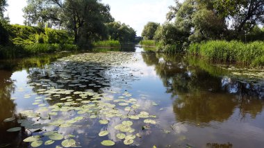 nehir su bitkileri ve sazlık - Ukrayna