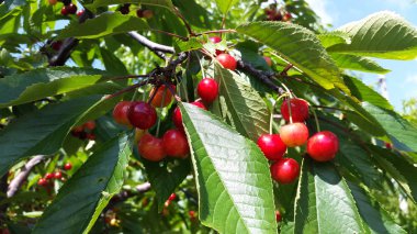 Bahçedeki - yaz lezzetli tatlı kırmızı kiraz