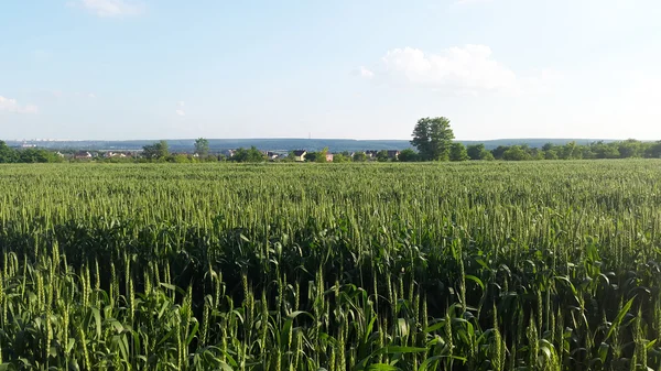 ウクライナの緑の小麦のフィールド — ストック写真