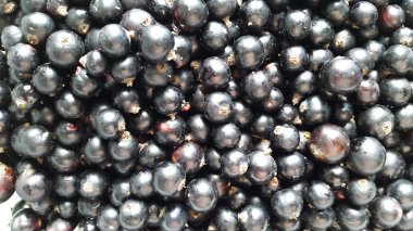 Siyah frenk üzümü - yaz hasat 