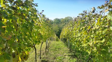Güneşli sonbahar gününde yeşil üzüm sıraları