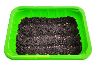 Toprak ve tohumlu yeşil kap - izole