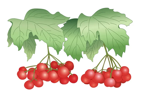 Red berries - vector illustration - viburnum — Stock Vector