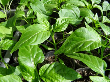 biber küçük fidan