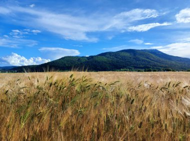 agriculture field and green Pohorje mountain under blue sky. Slovenia. Landscape.