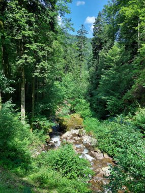 Pohorje dağı. Yeşil orman. Slovenya. Yaz zamanı..